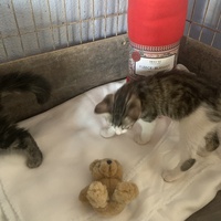 photo de livraison pour Association des Chats Camarguais