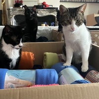 photo de livraison pour Association C.A.T.S. Chat Animal Terrien Solidarité