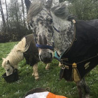 photo de livraison pour Espoir au Galop