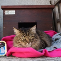 photo de livraison pour Clan du chat libre