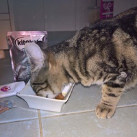 photo de livraison pour Les Chats de la Rue