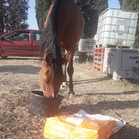 photo de livraison pour Happy Horse Day