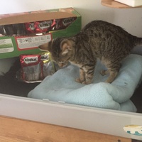 photo de livraison pour Pour l'Amour des Chats