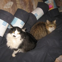 photo de livraison pour Jardin des Chats