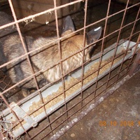 photo de livraison pour Pro Animals Finland ry