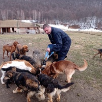 photo de livraison pour Silver Dog Srebrenica