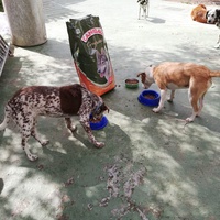 photo de livraison pour El refugio canino de Leo