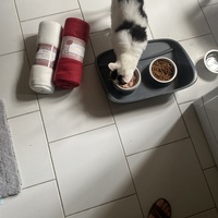 photo de livraison pour Les Chats Libres Condom 32