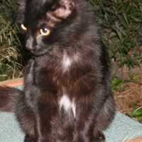 photo de livraison pour Amis des Chats de Port-Vendre