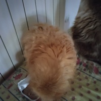 photo de livraison pour Chats Grains d'Amour