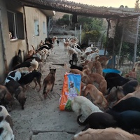 photo de livraison pour Sanctuaire de la Faune de Tanger (SFT)