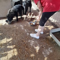 photo de livraison pour Udruženje za zaštitu životinja "Pongo"