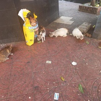 photo de livraison pour Comme Chiens et Chats Maroc