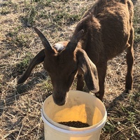 photo de livraison pour La Ferme des Zanimobiles