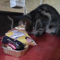 photo de livraison pour Les Chats de la Rue