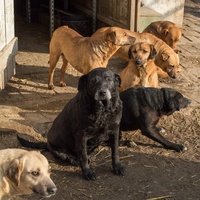 photo de livraison pour Azil Bella