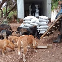 photo de livraison pour Help Adopt Moroccan Animals