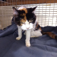 photo de livraison pour Amicale Chats