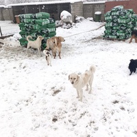 photo de livraison pour Udruzenje za Zastitu Zivotinja Srecko, Valjevo