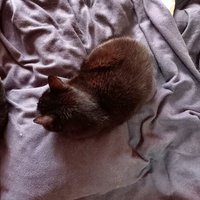 photo de livraison pour Les Amis de Michouette