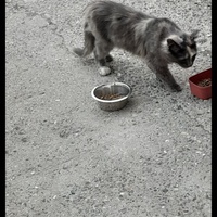 photo de livraison pour Stérilcat 80