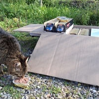 photo de livraison pour Contrôle & Protection des Chats Andréens