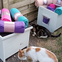 photo de livraison pour L’École du Chat de Saint-Denis Langevin
