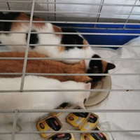 photo de livraison pour Aide Aux Chats Sans Logis