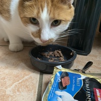 photo de livraison pour Les Chats lectourois