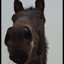 photo association