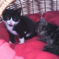 photo de livraison pour Chats du Lacydon