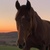 photo animal