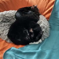 photo de livraison pour Association C.A.T.S. Chat Animal Terrien Solidarité