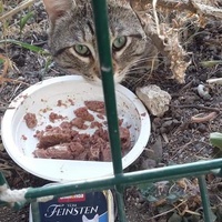 photo de livraison pour Les Chats-Pitresdelavi-Ste