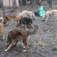photo de livraison pour Svetlana Bjelogrlic