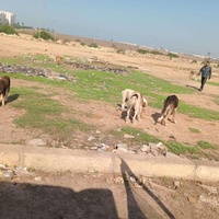 photo de livraison pour Comme Chiens et Chats Maroc