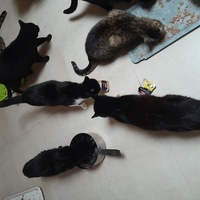 photo de livraison pour Les Amis de Michouette