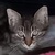photo animal
