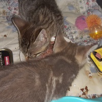 photo de livraison pour Pour l'Amour des Chats