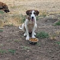 photo de livraison pour Serbian Society for the Protection of Animals - SSPA