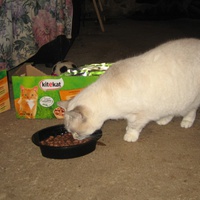 photo de livraison pour Jardin des Chats