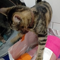 photo de livraison pour Chat Ami pour la Vie