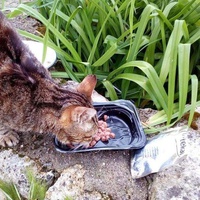 photo de livraison pour Les Chats de la Rue