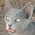 photo animal