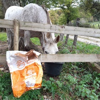 photo de livraison pour Chats errants du val du crenu