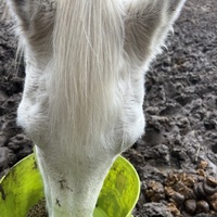 photo de livraison pour Association Equi’souffle
