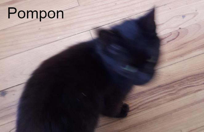 photo association