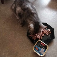 photo de livraison pour Les Chats Libres de la Canterrane