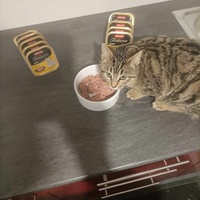 photo de livraison pour Stérilcat 80