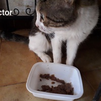 photo de livraison pour Une vie, Un chat